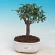 bonsai pokoju - Australian cherry - Eugenia uniflora - 1/3