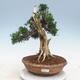 Outdoor bonsai - Juniperus chinensis - chiński jałowiec - 1/6
