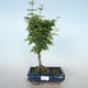 Outdoor bonsai - Acer palmatum SHISHIGASHIRA- Klon drobnolistny VB2020-671 - 1/3