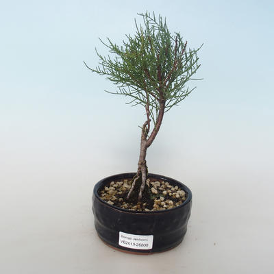Outdoor bonsai - Tamaris parviflora Tamaryszek drobnolistny 408-VB2019-26800 - 1