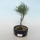 Outdoor bonsai - Tamaris parviflora Tamaryszek drobnolistny 408-VB2019-26800 - 1/3