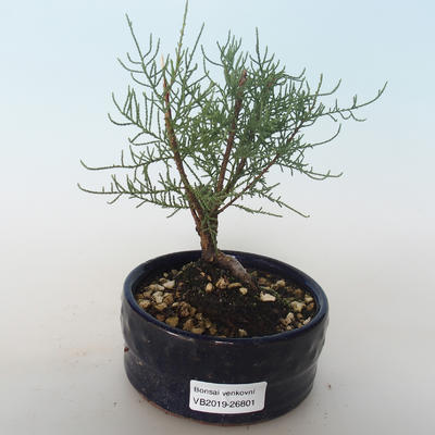 Outdoor bonsai - Tamaris parviflora Tamaryszek drobnolistny 408-VB2019-26801 - 1