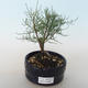 Outdoor bonsai - Tamaris parviflora Tamaryszek drobnolistny 408-VB2019-26801 - 1/3