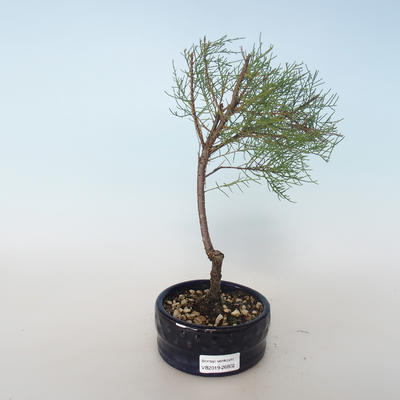 Outdoor bonsai - Tamaris parviflora Tamarisk drobnolistny 408-VB2019-26802 - 1