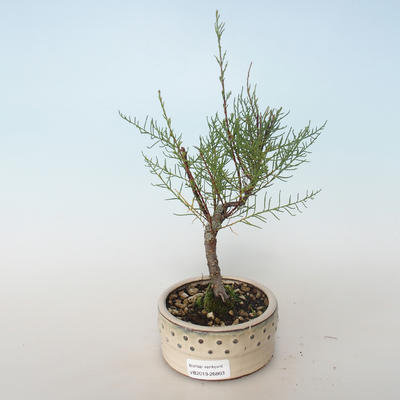 Outdoor bonsai - Tamaris parviflora Tamaryszek drobnolistny 408-VB2019-26803 - 1