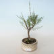 Outdoor bonsai - Tamaris parviflora Tamaryszek drobnolistny 408-VB2019-26803 - 1/3