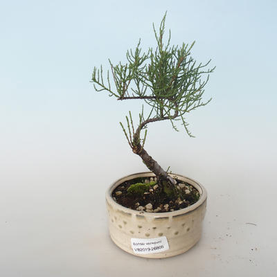Outdoor bonsai - Tamaris parviflora Tamaryszek drobnolistny 408-VB2019-26805 - 1