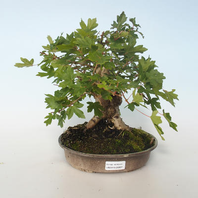 Outdoor bonsai-Acer campestre-Maple Babyb 408-VB2019-26807 - 1
