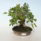 Outdoor bonsai-Acer campestre-Maple Babyb 408-VB2019-26807 - 1/5