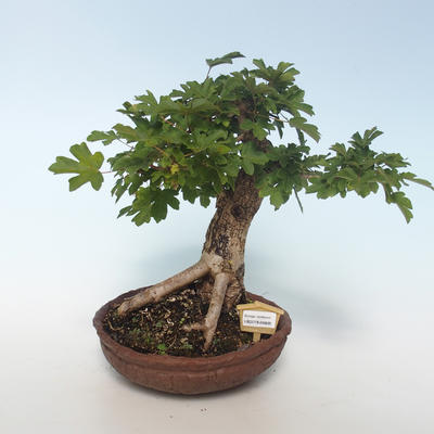 Outdoor bonsai-Acer campestre-Maple Baby 408-VB2019-26808 - 1