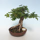 Outdoor bonsai-Acer campestre-Maple Baby 408-VB2019-26808 - 1/3