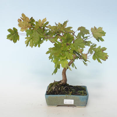 Outdoor bonsai-Acer campestre-Maple Baby 408-VB2019-26809