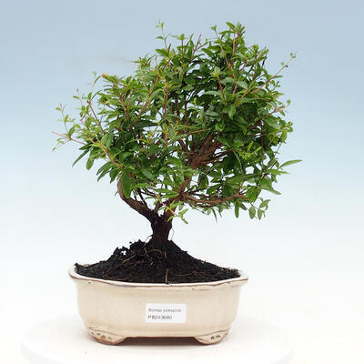 Kryty bonsai-PUNICA granatum nana-Granat - 1