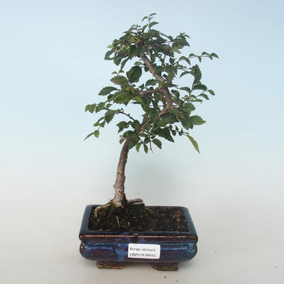 Outdoor bonsai-Ulmus parvifolia-Wiąz mały liść 408-VB2019-26812