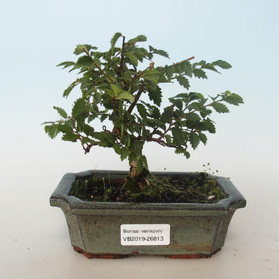 Outdoor bonsai-Ulmus parvifolia-Wiąz mały liść 408-VB2019-26813