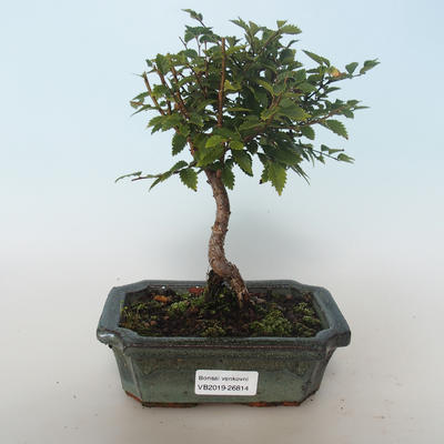 Outdoor bonsai-Ulmus parvifolia-Wiąz mały liść 408-VB2019-26814