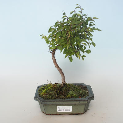 Outdoor bonsai-Ulmus parvifolia-Wiąz mały liść 408-VB2019-26816