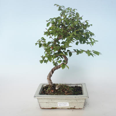 Outdoor bonsai-Ulmus parvifolia-Wiąz mały liść 408-VB2019-26817