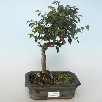 Outdoor bonsai-Ulmus parvifolia-Wiąz mały liść 408-VB2019-26818