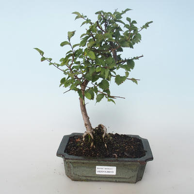 Outdoor bonsai-Ulmus parvifolia-Wiąz mały liść 408-VB2019-26819