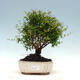 Kryty bonsai-PUNICA granatum nana-Granat - 1/6
