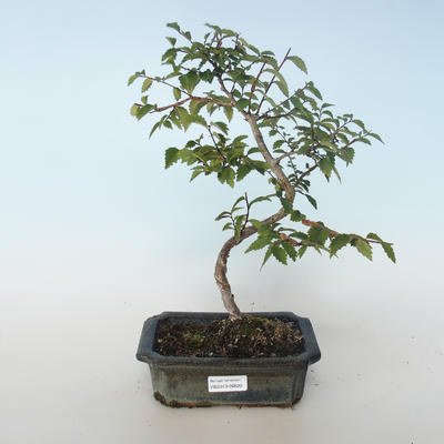 Outdoor bonsai-Ulmus parvifolia-Wiąz mały liść 408-VB2019-26820