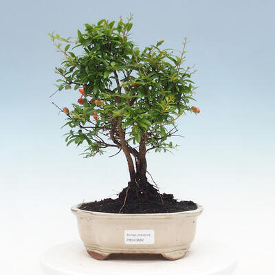 Kryty bonsai-PUNICA granatum nana-Granat - 1