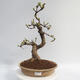 Outdoor bonsai - Pseudocydonia sinensis - pigwa chińska - 1/5