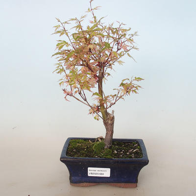 Outdoor bonsai - Acer palmatum Butterfly VB2020-684 - 1