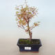 Outdoor bonsai - Acer palmatum Butterfly VB2020-684 - 1/2