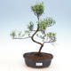 Kryty bonsai - Syzygium - Ziele angielskie - 1/3