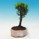bonsai Room - Buxus harlandii - 1/5