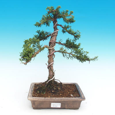 Outdoor bonsai - jałowiec chiński chiński -Jalovec