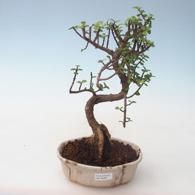 Kryty bonsai - Portulakaria Afra - Thicket PB2191687 - 1