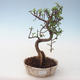 Kryty bonsai - Portulakaria Afra - Thicket PB2191687 - 1/2
