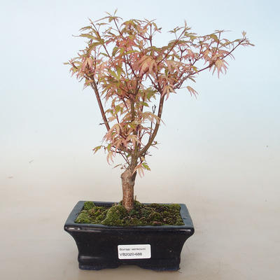 Outdoor bonsai - Acer palmatum Butterfly VB2020-688 - 1