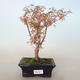 Outdoor bonsai - Acer palmatum Butterfly VB2020-688 - 1/2