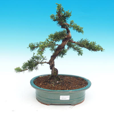 Outdoor bonsai - jałowiec chiński chiński -Jalovec