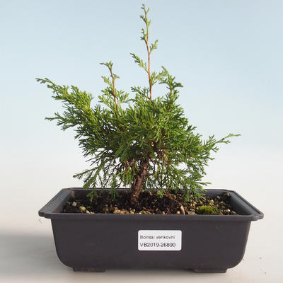 Outdoor bonsai - Juniperus chinensis Itoigava-chiński jałowiec VB2019-26890 - 1