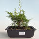 Outdoor bonsai - Juniperus chinensis Itoigava-chiński jałowiec VB2019-26890 - 1/3