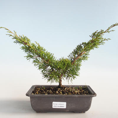 Outdoor bonsai - Juniperus chinensis Itoigava-chiński jałowiec VB2019-26893 - 1