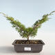 Outdoor bonsai - Juniperus chinensis Itoigava-chiński jałowiec VB2019-26893 - 1/3