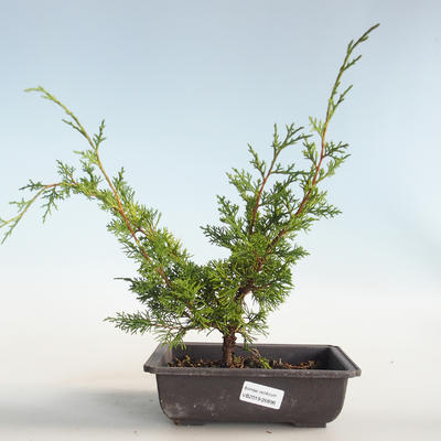 Outdoor bonsai - Juniperus chinensis Itoigava-chiński jałowiec VB2019-26896 - 1