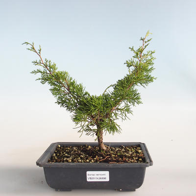 Outdoor bonsai - Juniperus chinensis Itoigava-chiński jałowiec VB2019-26898 - 1