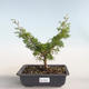 Outdoor bonsai - Juniperus chinensis Itoigava-chiński jałowiec VB2019-26898 - 1/3