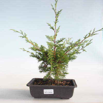 Outdoor bonsai - Juniperus chinensis Itoigava-chiński jałowiec VB2019-26899 - 1