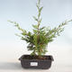 Outdoor bonsai - Juniperus chinensis Itoigava-chiński jałowiec VB2019-26899 - 1/3