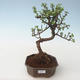 Kryty bonsai - Portulakaria Afra - Thicket PB2191689 - 1/2