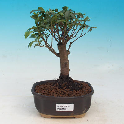 bonsai pokoju - Australian cherry - Eugenia uniflora - 1