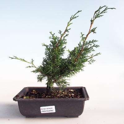 Outdoor bonsai - Juniperus chinensis Itoigava-chiński jałowiec VB2019-26905 - 1